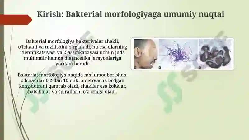 Bakteriyalarning morfologiyasi 3