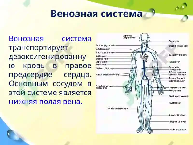 Клиническая анатомия вен и лимфатических сосудов брюшной полости 3