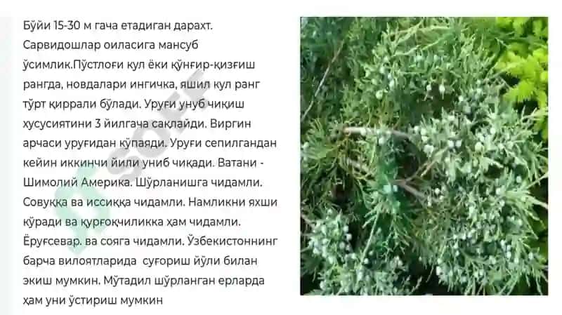 Manzarali Nina Bargli Daraxtlar 3