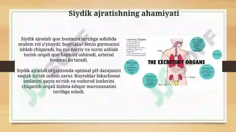 Siydik ajratish organlari va ularning faoliyati 3