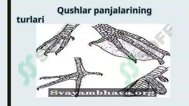 Qushlar sinfi vakillaridan tana tuzilish modellarini tayyorlash ( patlari, tumshuq tuzilishi, oyoq x 3