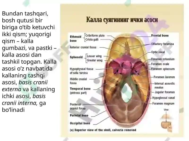 Kalla suyaklari asosi. Bo‘shliqlar. Chuqurlar. Kanallar 3