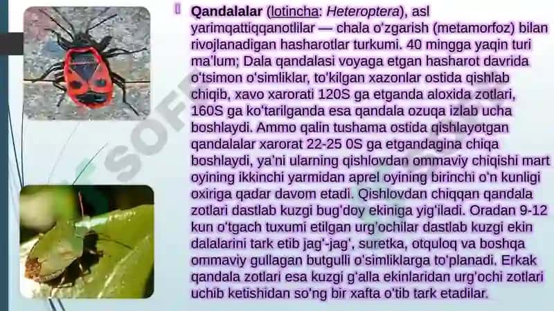 Cho’l ekotizmlari umurtqasiz hayvonot olami asosiy vakillarining ichki va tashqi tuzilishi, tuzilish 3