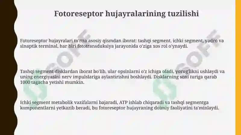Fotoretsepsiyaning morfologik asoslari 3