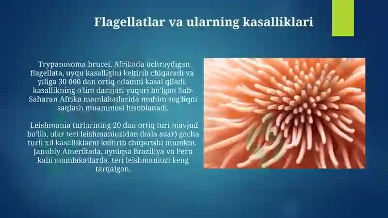 Tibbiyot parazitologiyasi.Tibbiyot protozologiyasi 3