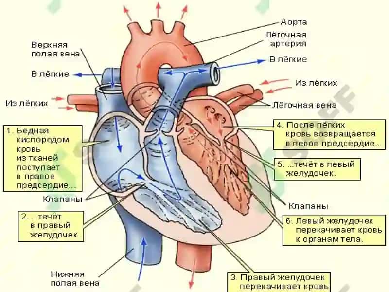 Врожденные пороки сердца 3