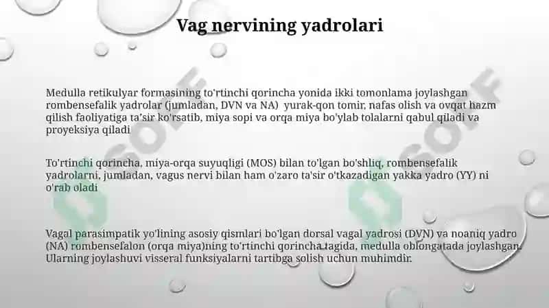 Miyachaning tuzilishi. IV-qorincha, Rombsimon bosh miya nervlari o'zaklarining joylashishi 3
