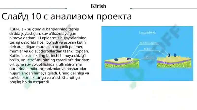 Barglarning sirtida joylashgan kutikulani aniqlash va uni himoya organi sifatida tushuntirish 3