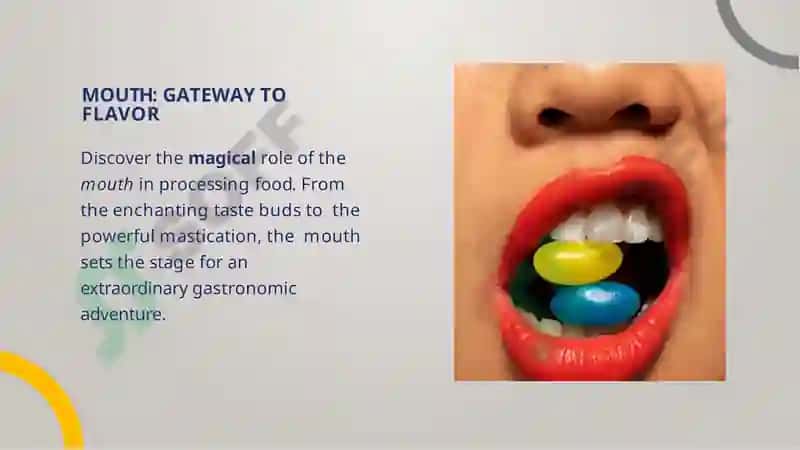 THE WONDROUS DIGESTIVE SYSTEM 3