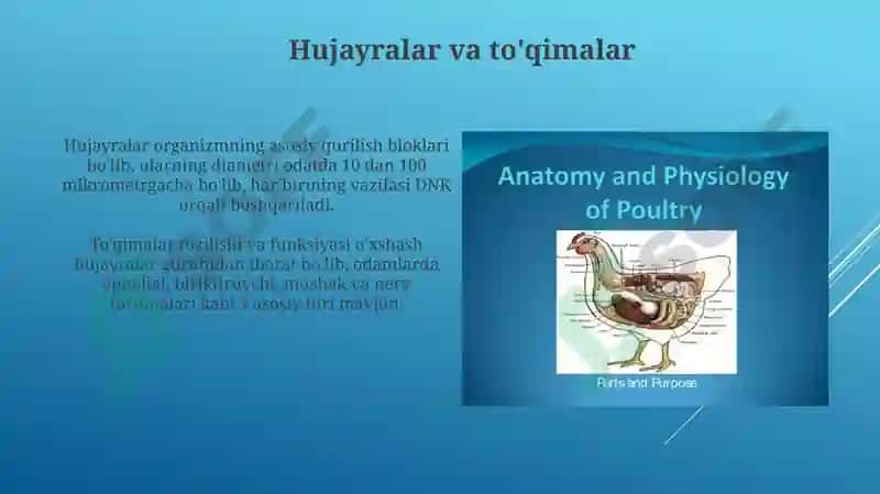 Hayvonlar anatomiyasi va fiziologiyasi 3