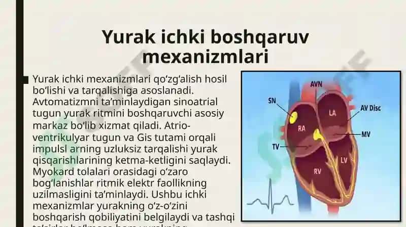 yurak faoliyatini boshqarilishini Oʻziga xosligi 3