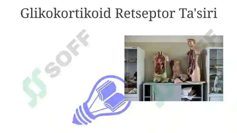 Buyrak usti bezi fiziologiyasi 3