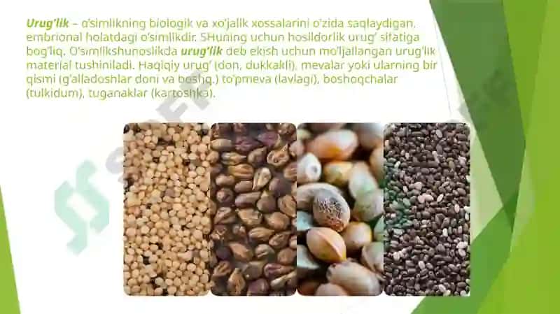 QISHLOQ XO‘JALIK EKINLARI URUG‘INING FIZIK-MEXANIK XOSSALARINIO‘RGANISH. 3