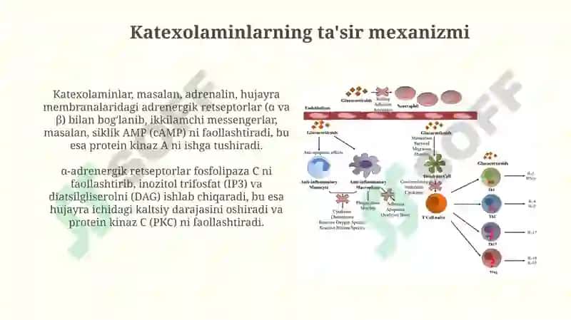 Katexolaminlar va Glyukokortikoidlarning Uglevodlar Almashinuvi 3