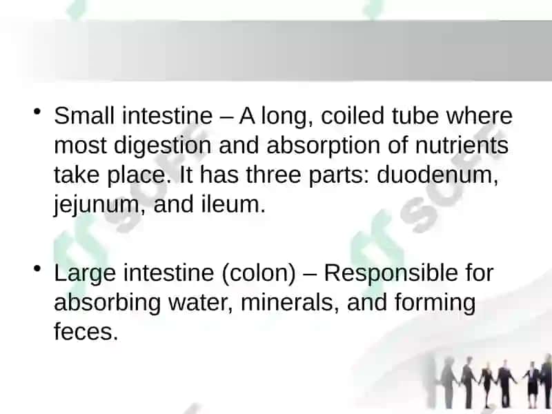 Diseases  Prevention Strategies Presentation. Digestive System. 3