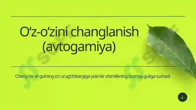 O‘z-o‘zini changlanish (avtogamiya) 3