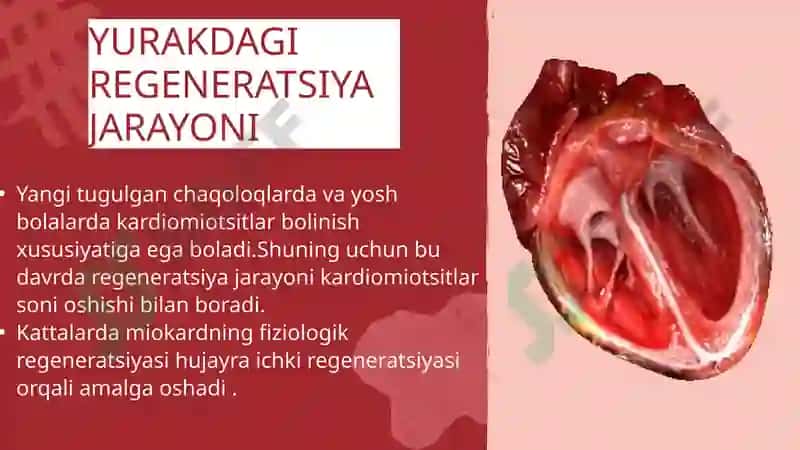 YURAK QON TOMIRLAR TIZIMIDA REGENERATOR VA KOMPENSATOR JARAYONLAR 3