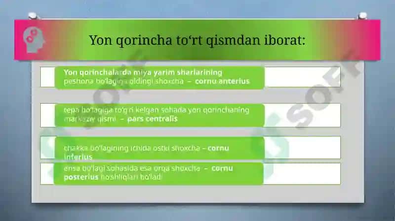 Yon qorinchalar anatomiyasi 3