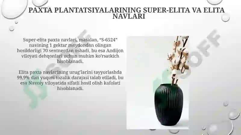 Paxta Plantatsiyalarining Super-Elita va Elita Navlari 3