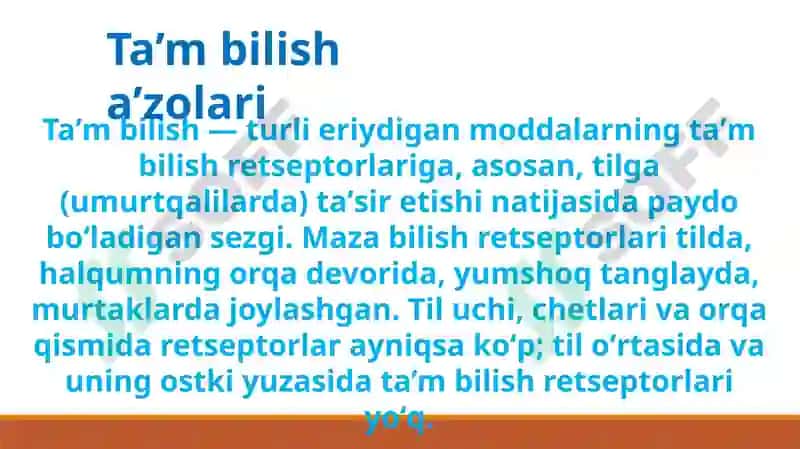 Ta’mbilisha’zolarining funksional anatomiyasi 3
