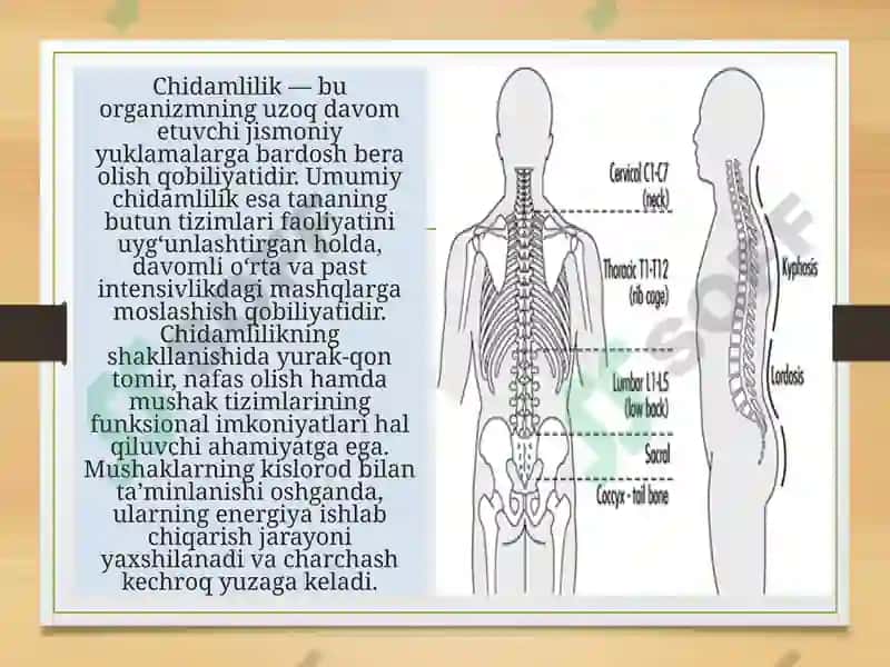 Mushak apparati va chidamlilik 3