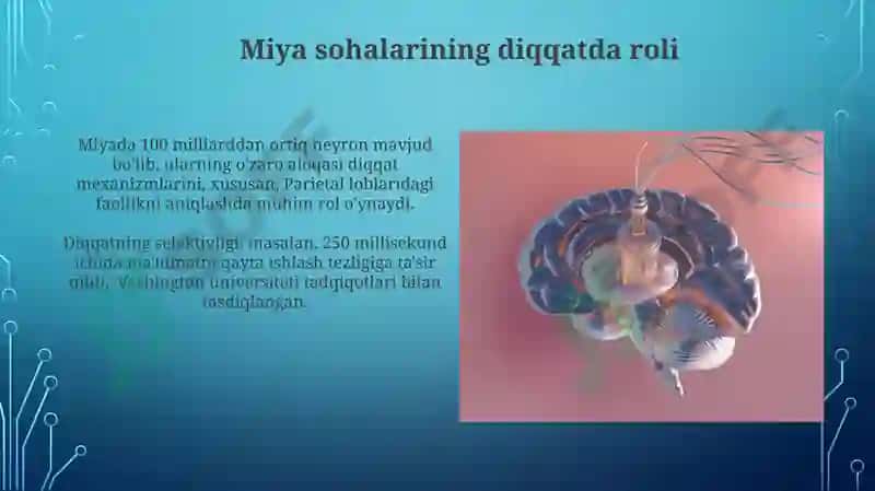 DIQQAT haqida tushuncha va uning nerv fiziologik asoslari 3