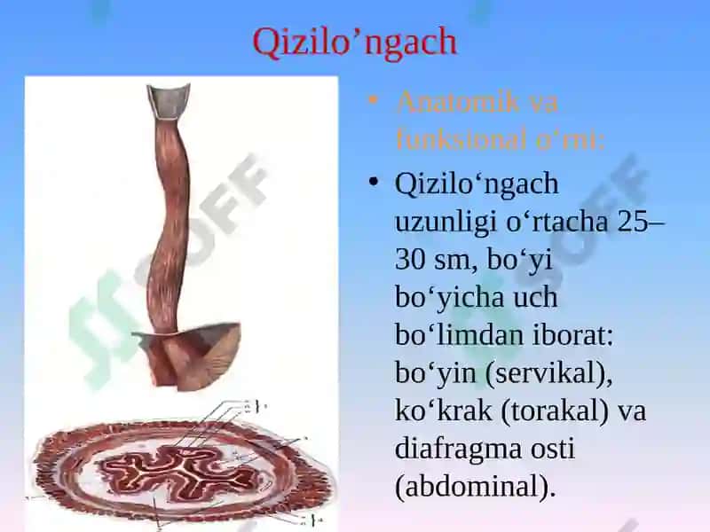 Oshqozon va qizilongach anatomiyasi,fiziologiyasi,tekshiruv usullari va ularning klinik simptomatikasi 3