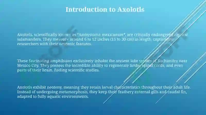 Axolotl 3