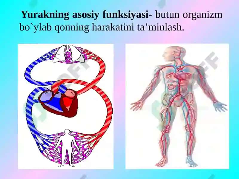 Yurak mushaklarining fiziologik vazifalari normal EKG 3