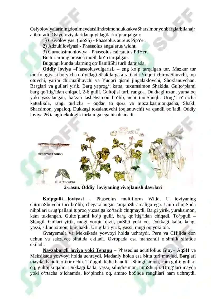 SOYA VA LOVIYA – SISTEMATIKASI, MORFOLOGIK BELGILARI 3