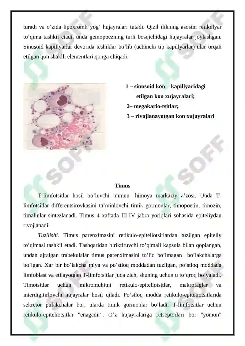 Gemositopoez jarayononinig boshqariluvi. Immun-himoya reaksiyalarining morfologik asoslari. 3