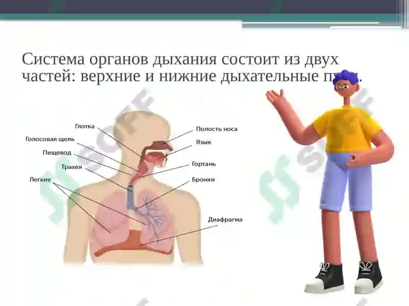 Анатомо-физиологические особенности органов дыхания детей 3
