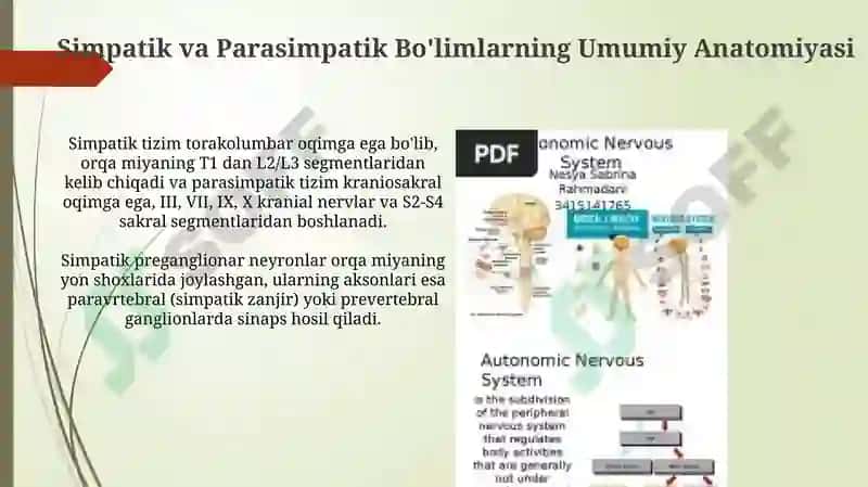 Vegetativ nerv tizimi simpatik va parasimpatik qismining kilinik anatomiyasi 3