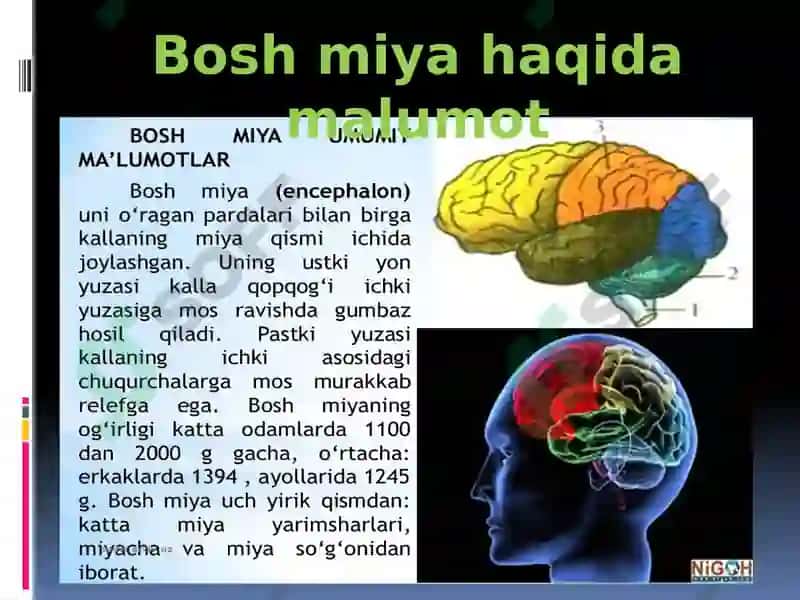 Nerv sistemasi, Bosh miya. 3