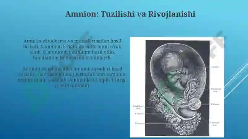 Amnion, Sariqlik Xaltasi, Allantois va Yo'ldoshning Tuzilishi va Rivojlanishi 3