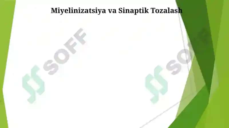 Asab tizimining rivojlanishi 3