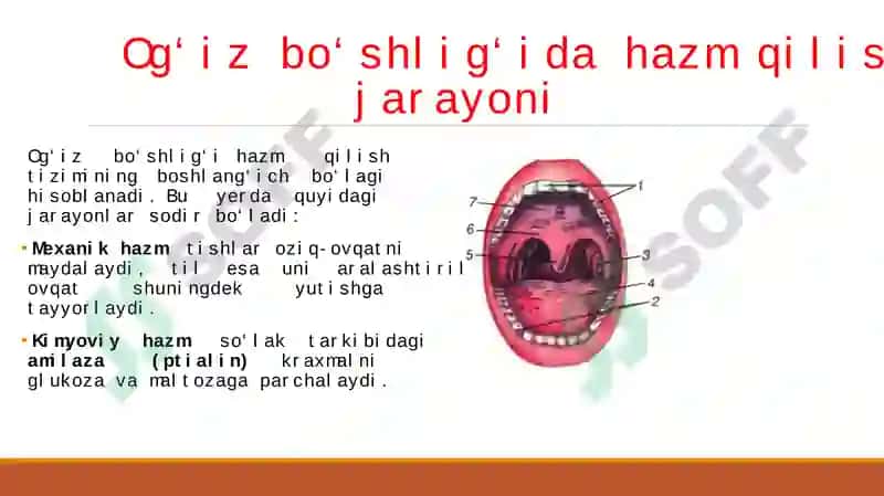 OG'IZ BO'SHLIG'IDA XAZM QILISH JARAYONINI O'RGANISH,SO'LAK XOSSALARI VA AJRALISHINI TEKSHIRISH.-SO'LAKNING AMILOLITIK AKTIVLIGINI KUZATISH MM DASTURI «AMALIYOT FIZIOLOGIYASIE -LESHLI-KRASNOGORSKIY KAPSULASINING NAMOYISHI 3