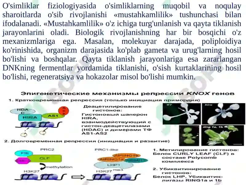 O'simliklar chidamliligi va himoyalanish fiziologiyasi 3