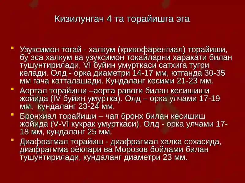 Кизилунгач анатомияси 3
