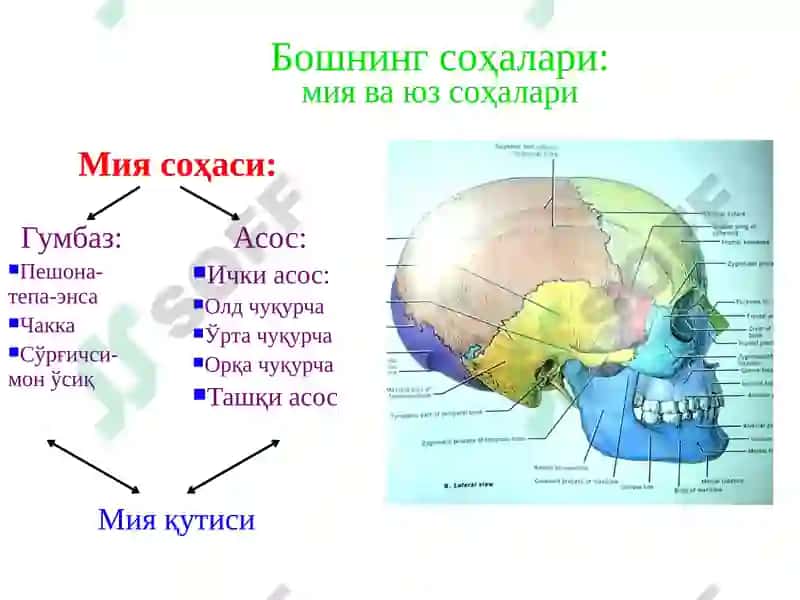 Boshning miya qismi topografik anatomiyasi va operativ xirurgiyasi. Peshona, tepa, ensa, chakka, quloq va so‘rg‘ichsimon sohalar. Shipo uchburchagi va uning klinik axamiyati. Bosh soxasidagi kesma turlari. Trepanatsiya turlari 3