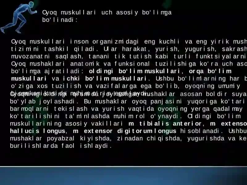 oyoq muskullari 3