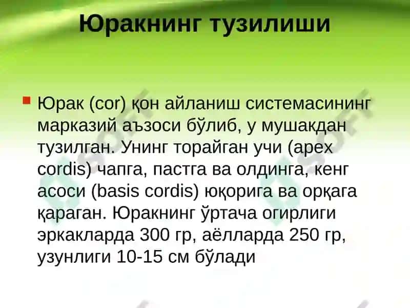 Юрак, қон айланиш доиралари, юракнинг ёшга қараб ўзгариши 3