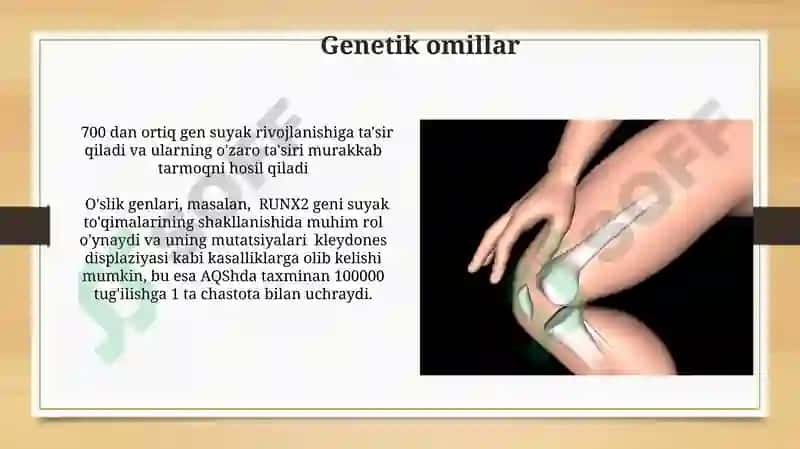 Suyakning o'sishi va rivojlanishiga ta'sir etuvchi omillar 3