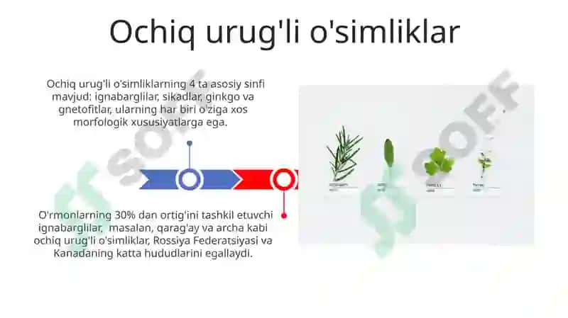 O'simliklarning turkumlari va joylashishi 3