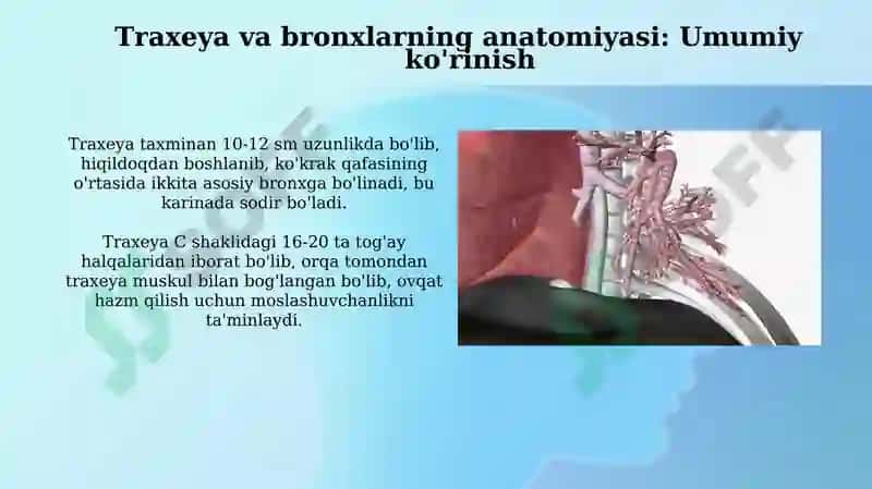 Трахея ва бронхларнинг анатомо-физиологик хусусиятлари 3