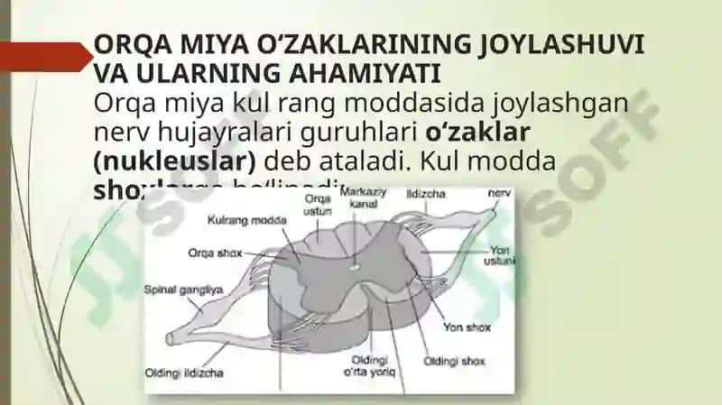 ORQA MIYA O‘ZAKLARINING JOYLASHUVI VA ULARNING AHAMIYATI 3