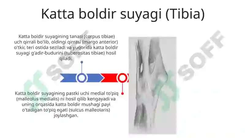 Oyoqning erkin suyaklari tuzilishi 3