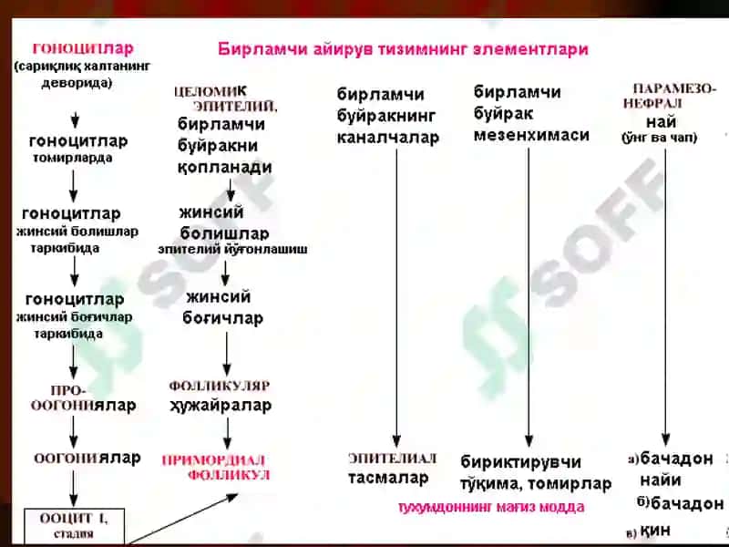 Аёллар жинсий тизими.Одам эмбриологиясининг асослари 3