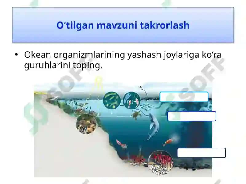 Okean Organizmlari 3