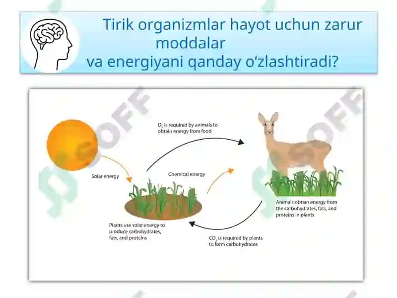 MAVZU.TIRIK ORGANIZM-LARNING OZIQLANISHI 3